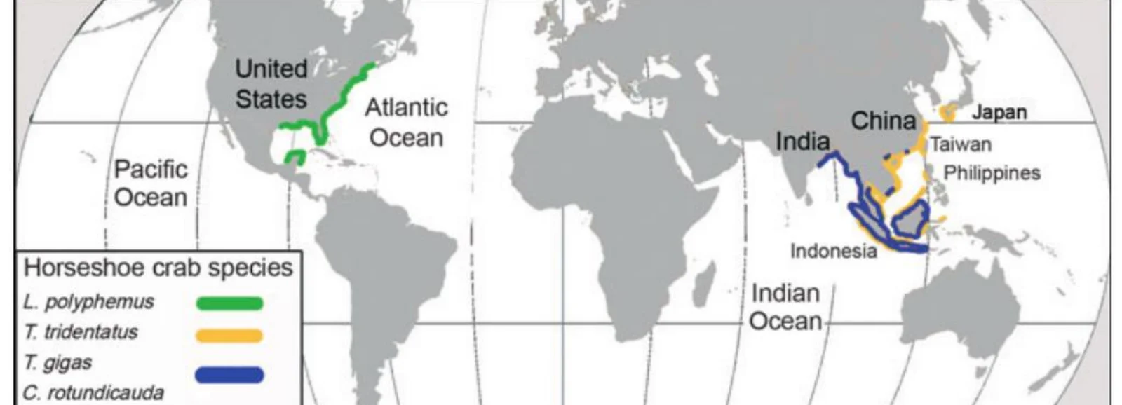 World map showing the ranges of the four living horseshoe crab species: Limulus polyphemus along the Atlantic coast of North America, and the three Asian species across the Indo-Pacific.