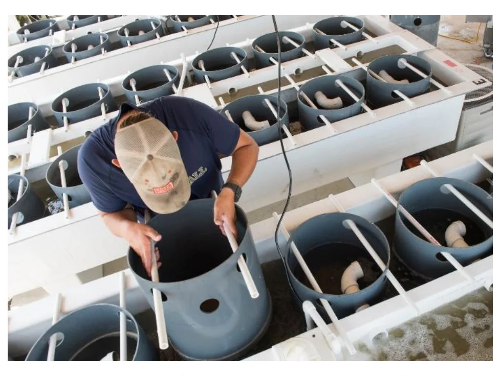 Photograph of a worker lifting a cylindrical downweller silo out of a modular recirculating grow-out trough.
