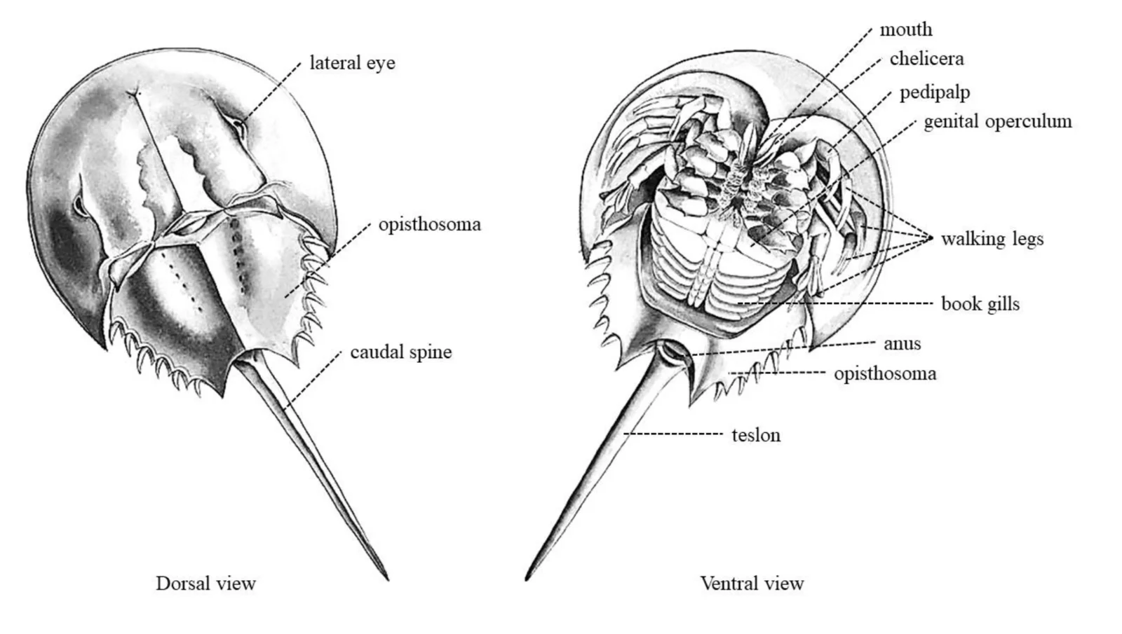 Labelled dorsal and ventral views of the horseshoe crab, marking the lateral eye, opisthosoma, caudal spine, mouth, chelicera, pedipalp, genital operculum, walking legs, book gills, anus and telson.