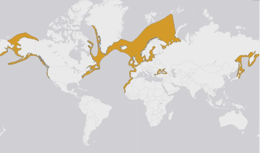 Global range map of the harbour porpoise